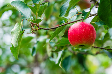 A red apples grow on the tree in the orchard