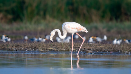 Fototapeta na wymiar The greater flamingo (Phoenicopterus roseus)