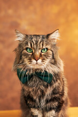 Fluffy gray striped Cat With green eyes, in a green bow tie sitting on brown background