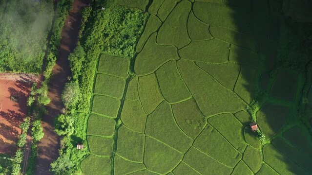 Aerial view of green rice fields in the middle of the forest in the rainy season. There is a river running through it. Agricultural area, Bo Kluea, Nan, Northern Thailand.
