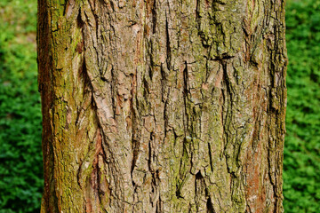 bark texture macro. tree trunk detail in brown, green and gray color lichen and texture. closeup view. forest and trees. textured background and wallpaper. graphic resources concept. selective focus