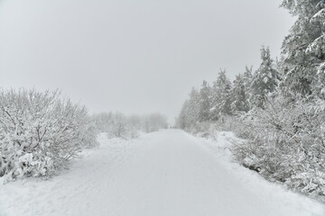 Fototapeta premium Chemin pour la promenade et le ski de fond entre les zones boisées et de tourbières dans la fagne de la Poleur entre le Mont Rigi et le Signal de Botrange sur le plateau des Hautes Fagnes 