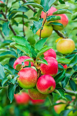 Fresh apples grow on the tree in the orchard
