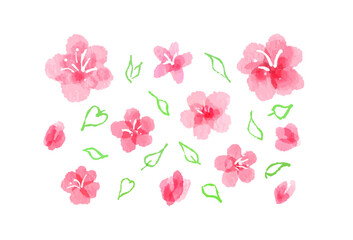 Fototapeta na wymiar Watercolor sakura blossom, cherry flowers and leaves