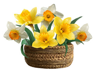 yellow daffodils in a basket illustration
