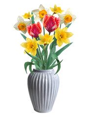 flowers of daffodils and tulips in a ceramic vase illustration