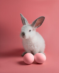 Little white fluffy bunny sits on a pink background next to eggs. Easter rabbit on colorful background. Cute pet studio shot