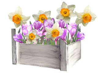 crocuses and daffodils in a basket illustration
