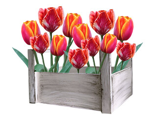 tulip flowers in a wooden box illustration