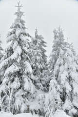 Branches de conifère alourdie par la neige et le givre dans l'une des forêt près du Signal de Botrange à Waimes 