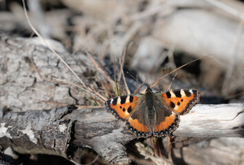 Fototapeta na wymiar A small tortoiseshell butterfly (Aglais urticae) sits on dry wood in nature in February. The insect has spread its wings and is sunbathing.