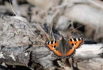 A small tortoiseshell butterfly (Aglais urticae) sits on dry wood in nature in February. The insect has spread its wings and is sunbathing.