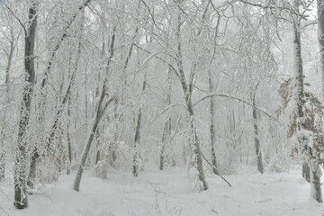 Forêt de feuillus et conifères figée par le givre et la neige au plateau des Hautes Fagnes près de la Baraque Michel 