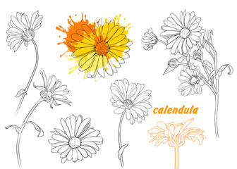 Linear vector drawing calendula flowers.Hand-drawn vector .illustration .Isolated floral elements..