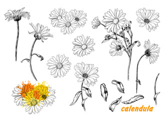 .A set of sketches of calendula. A variety of flowers and leaves of calendula..Hand-drawn vector .illustration in vintage style.Isolated design elements. - obrazy, fototapety, plakaty