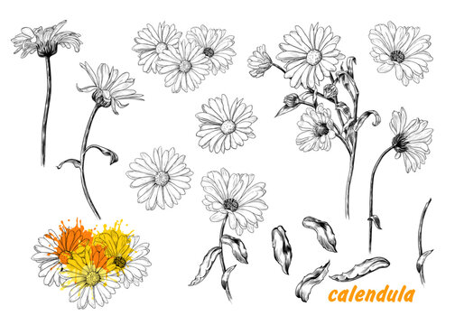 .A set of sketches of calendula. A variety of flowers and leaves of calendula..Hand-drawn vector .illustration in vintage style.Isolated design elements.