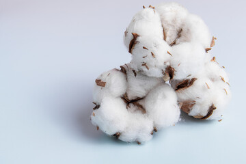 Cotton flowers on blue background. Space for text. Three flowers. Soft focus