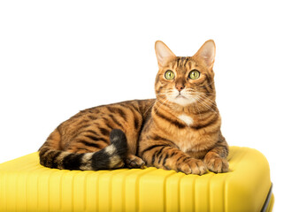 Bengal cat and yellow suitcase on a white background.