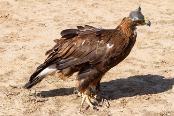 Golden eagle sits before hunting in the steppe, Kyrgyzstan.