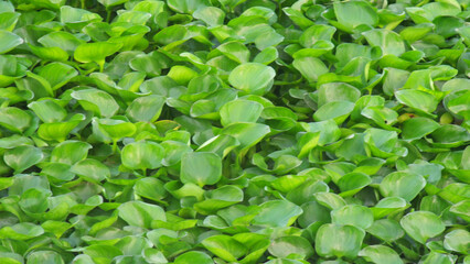 Fototapeta na wymiar green leaves of a plant