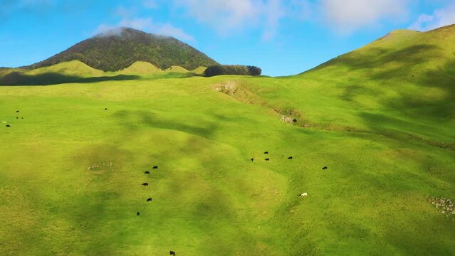 Aerial view of cattle in a pasture land, Waimea, Hawaii Island, Hawaii, United States.