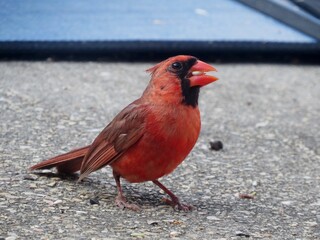 Bright red cardinal eating seeds.