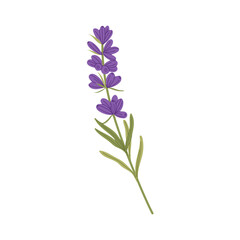 Fototapeta na wymiar Natural scented flower lavender floral decoration isolated blooming kitchen herb. Vector decorative scented blossom, wedding invitations decor element