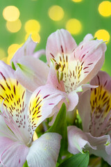 Fototapeta premium Pink alstroemeria with close-up yellow middle