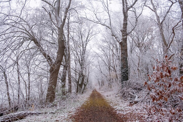 Forest after a heavy snowfall. Winter ponamramny landscape. Morning in the winter forest with freshly fallen snow. High quality photo