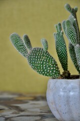 Cactus in a Pot 