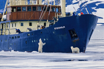 Tourists on a boat watching Polar Bears in Svalbard - obrazy, fototapety, plakaty