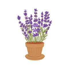 Naklejka na ściany i meble Lavandula plant kitchen herb growing in flower pot. Vector lavender purple flowers houseplant, flowering organic culinary herb. Scented violet buds
