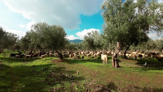 Flock of Sheep grazing under Olive trees, Aerial view