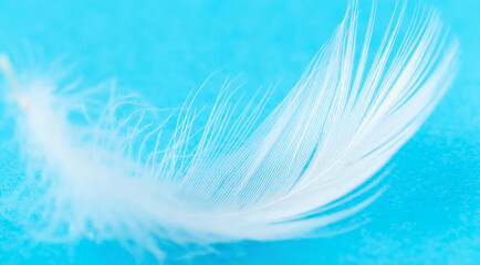 Fototapeta na wymiar White fluffy feather on blue background close up