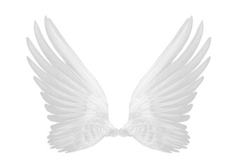 Fototapeta na wymiar white wings of bird on transparent png