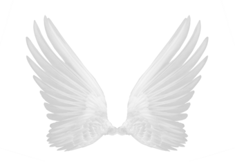 white wings of bird on transparent png