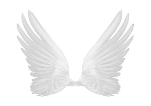 white wings of bird on transparent png