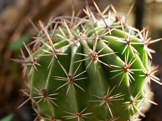 detail of a succulent plant