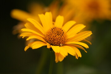 Sunburst flower with little white spider