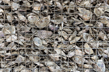 Oyster shells left to decay in a pile