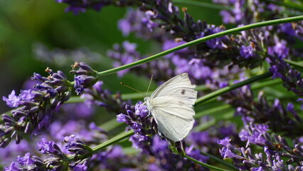 butterfly on lavender
