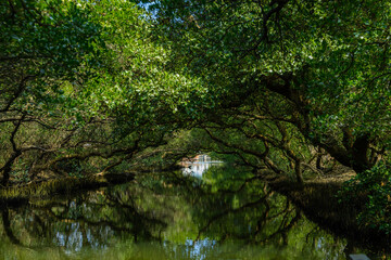 Sicao Green Tunnel in Tainan