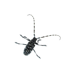 Adult Asian Longhorned Beetle, or starry sky, or sky beetle, or ALB isolated on white