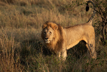 Obraz na płótnie Canvas A Lion marking territory in the morning at Masai Mara, Kenya