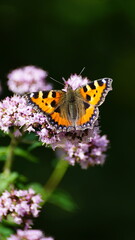 Painted Lady butterfly on purple flower