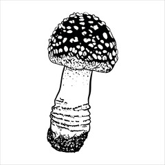vector illustration linear drawing doodle black and white fly agaric very colorful and realistic mushrooms