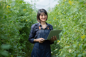 Smart farming and precision agriculture 4.0,  Asian farmer woman holding a laptop in a greenhouse. 