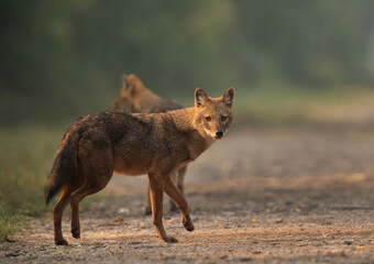 A pair of Golden jackal in the morning hours at Keoladeo Ghana National Park, Bharatpur, India