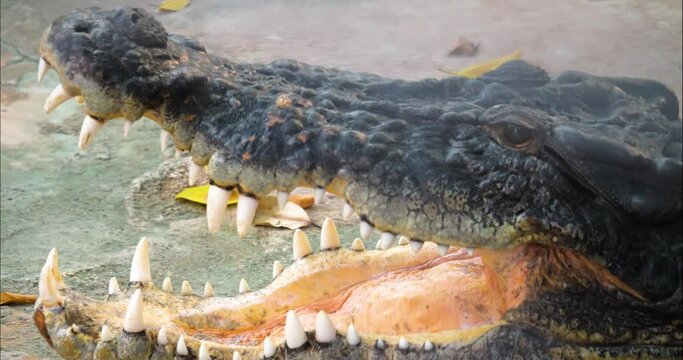 Close up of large crocodile opening it's mouth