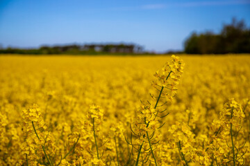 Obraz premium Panorama picture of a yellow rapeseed field with blue sky